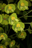 Euphorbia characias subsp. wulfenii RCP4-09 132.jpg